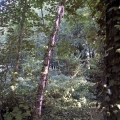 2005-Schemerzone5.jpg